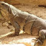 -Uxmal - lucertolo 
